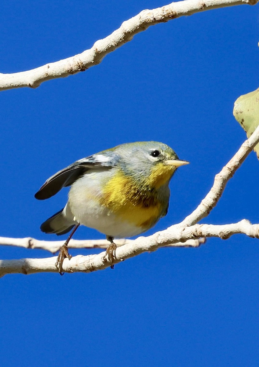 Northern Parula - ML647704737