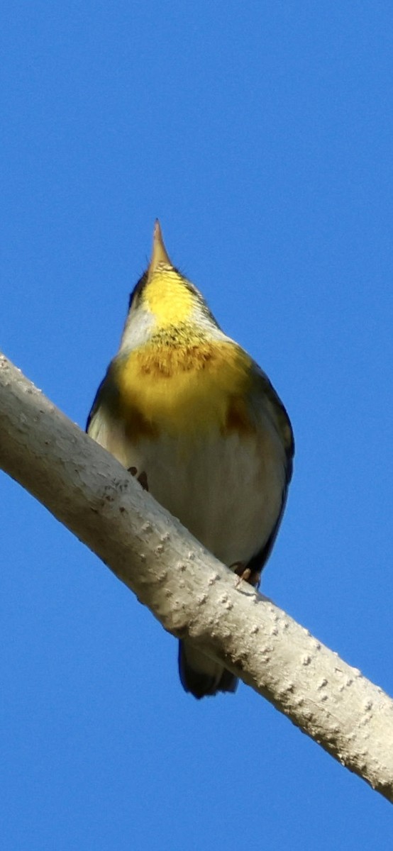 Northern Parula - ML647704738