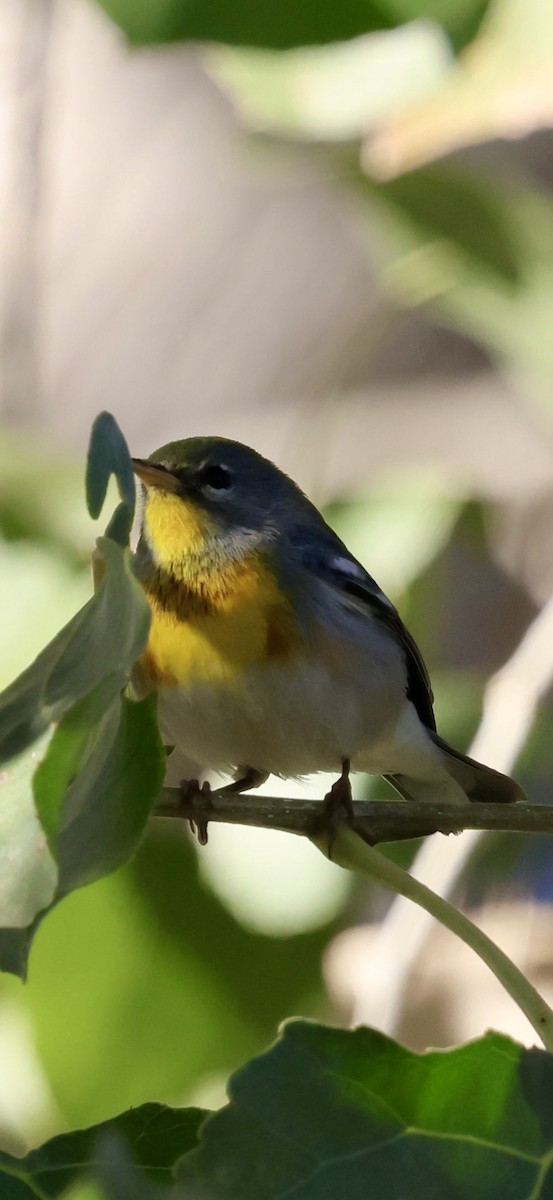 Northern Parula - ML647704739