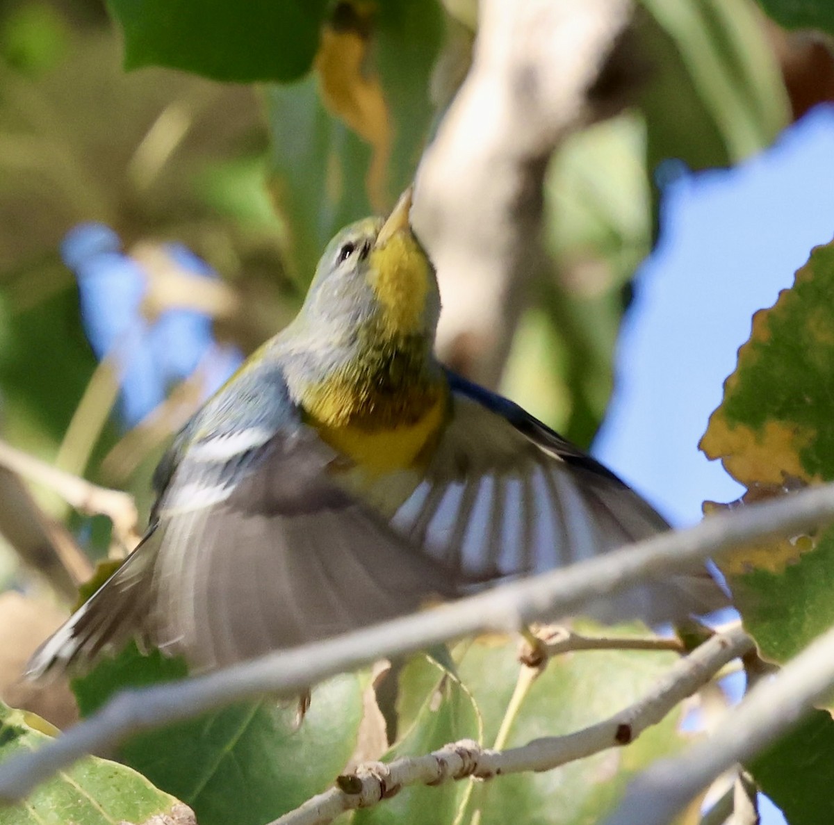 Northern Parula - ML647704740