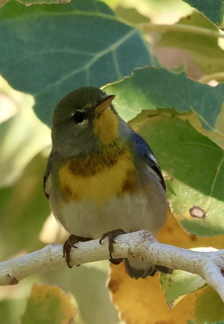 Northern Parula - ML647704741