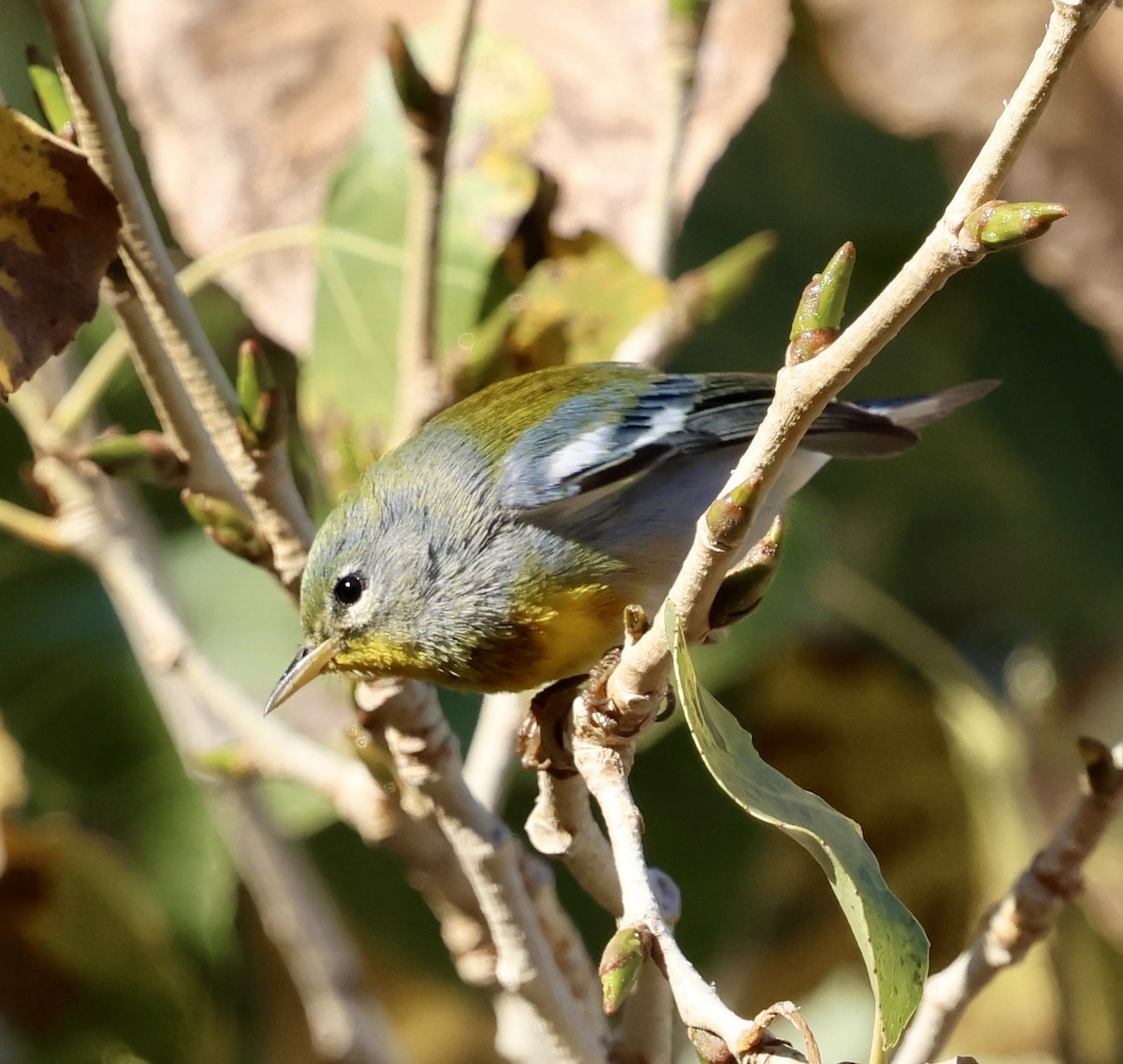 Northern Parula - ML647704742