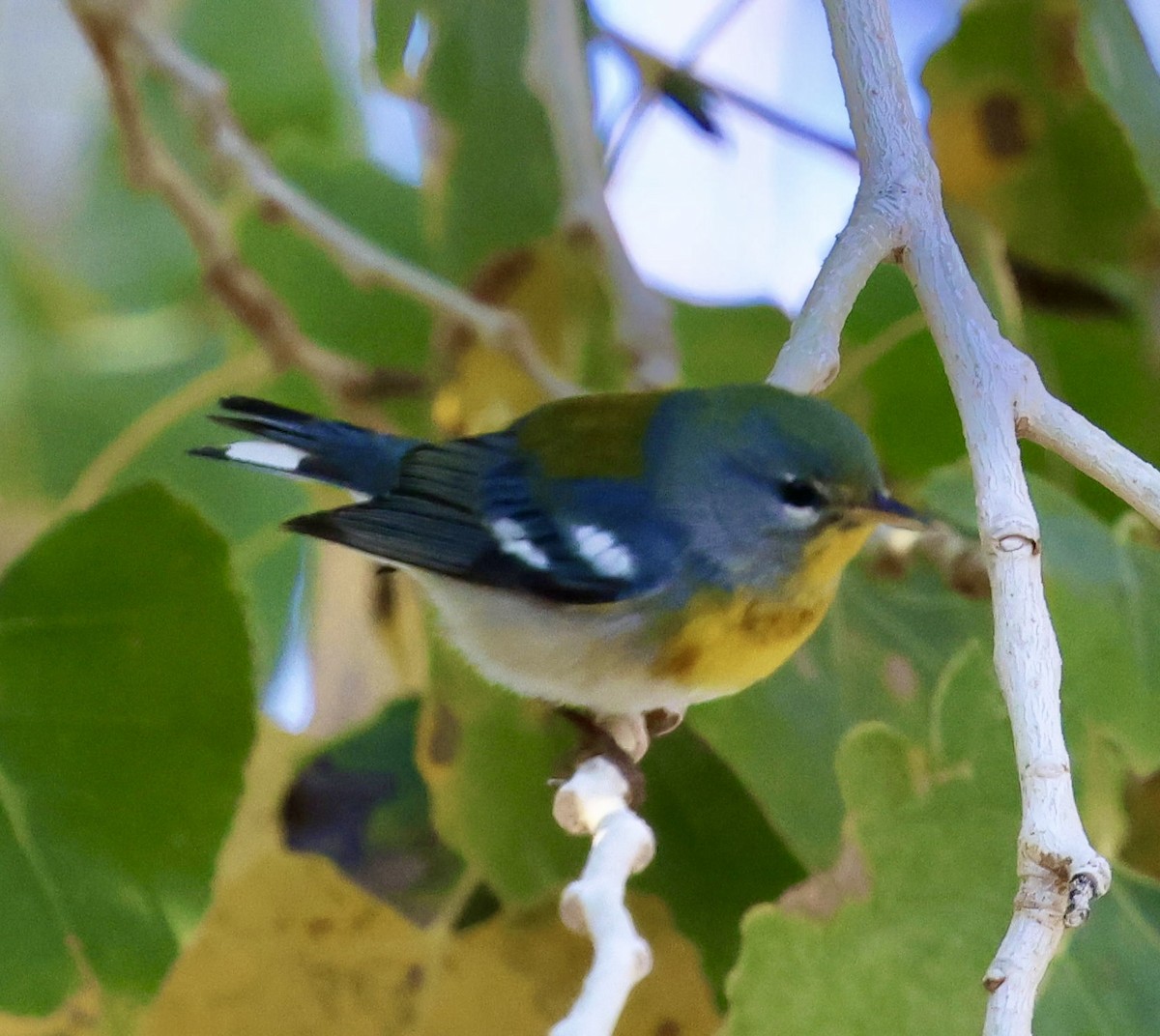 Northern Parula - ML647704743
