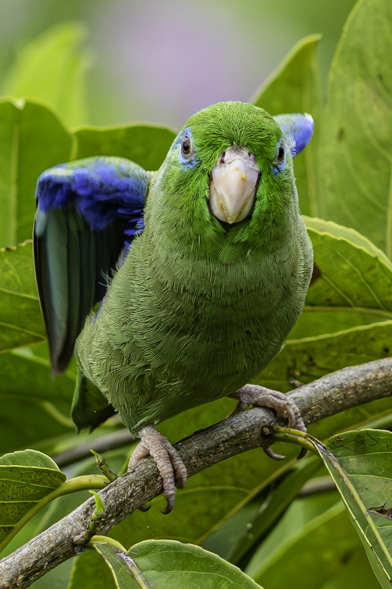 Spectacled Parrotlet - ML647704744