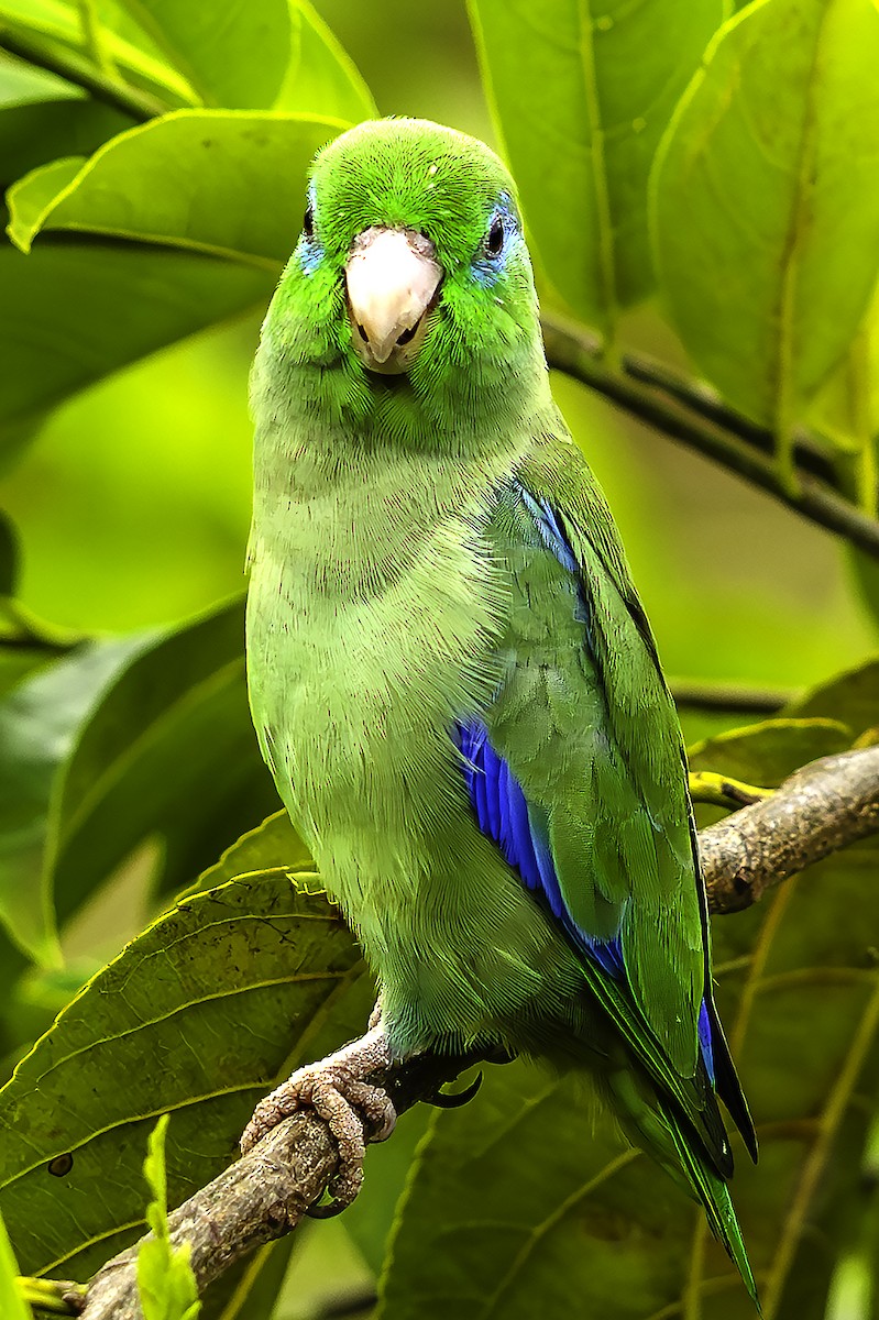 Spectacled Parrotlet - ML647704745