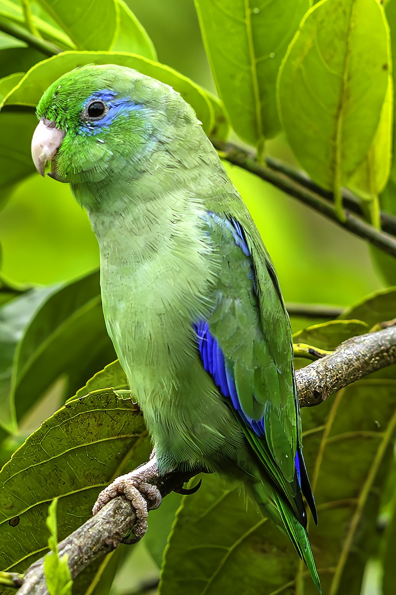 Spectacled Parrotlet - ML647704746