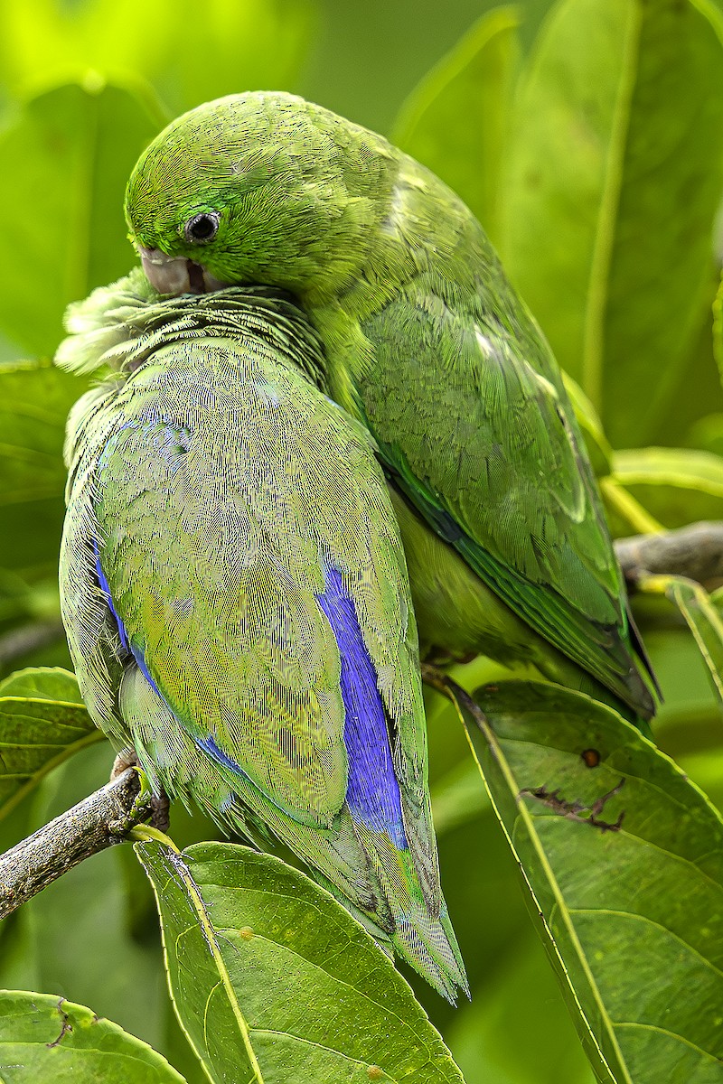Spectacled Parrotlet - ML647704747