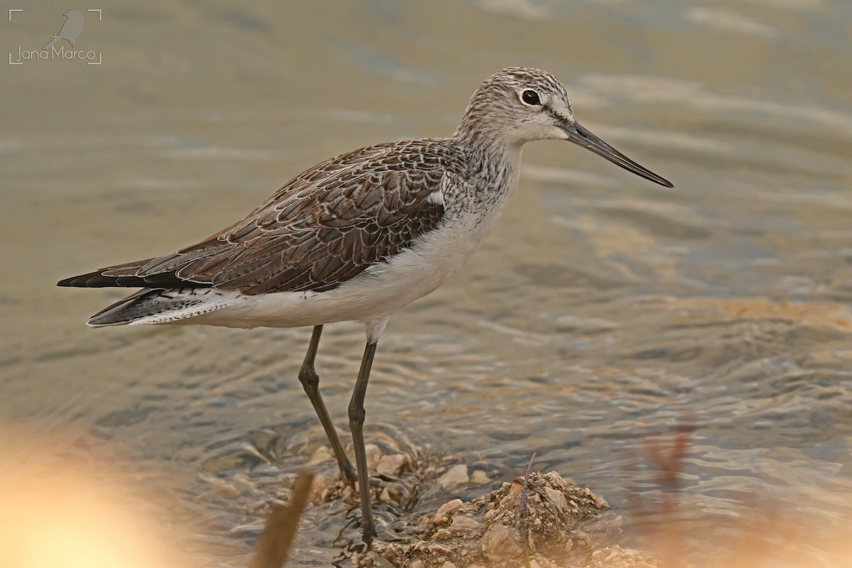 Common Greenshank - ML647704749