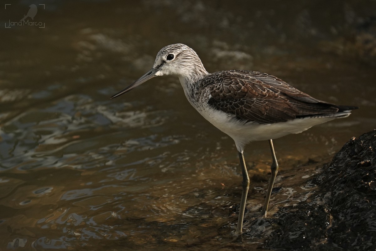 Common Greenshank - ML647704751