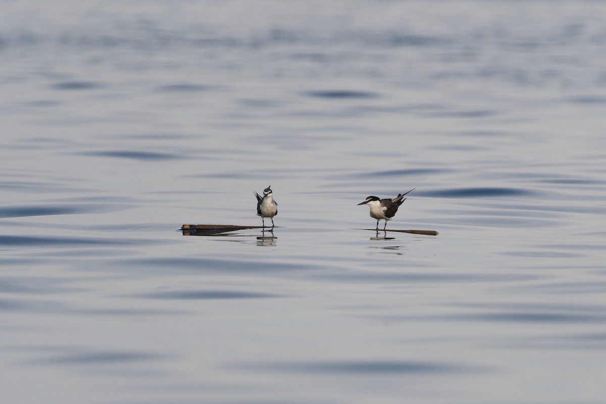 Bridled Tern - ML647704753