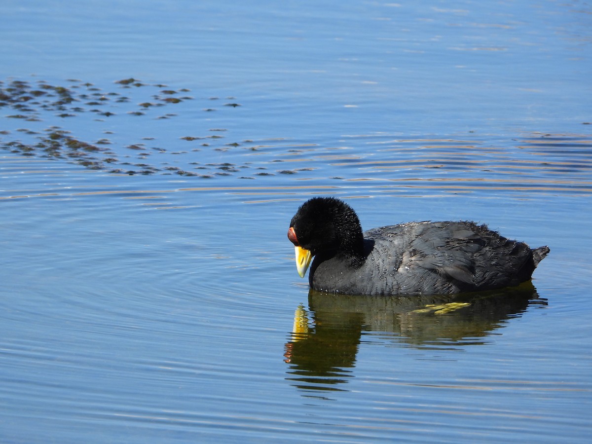 Slate-colored Coot - ML647704756
