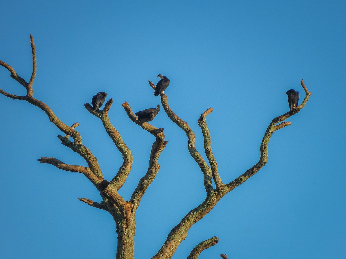 Black Vulture - ML647704759