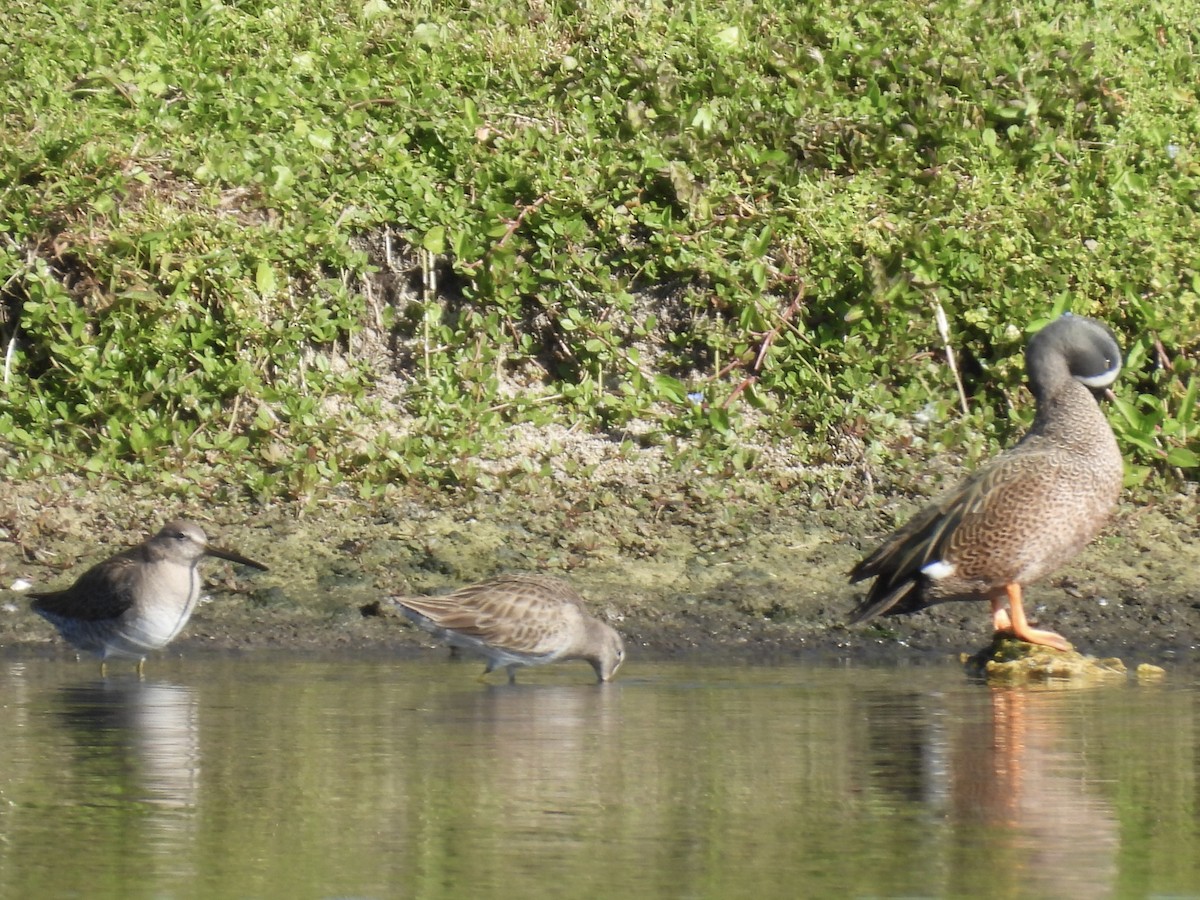 Blue-winged Teal - ML647704760