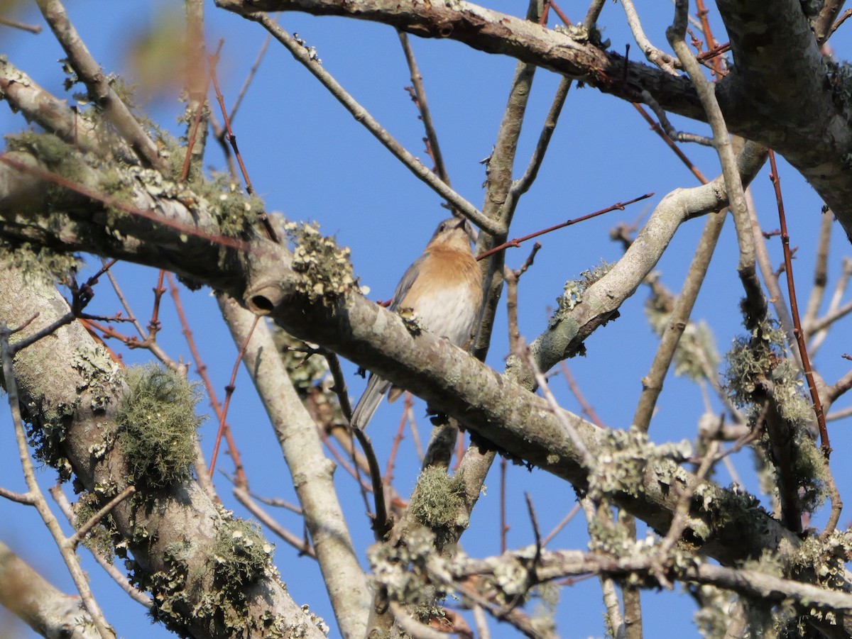 Eastern Bluebird - ML647704763