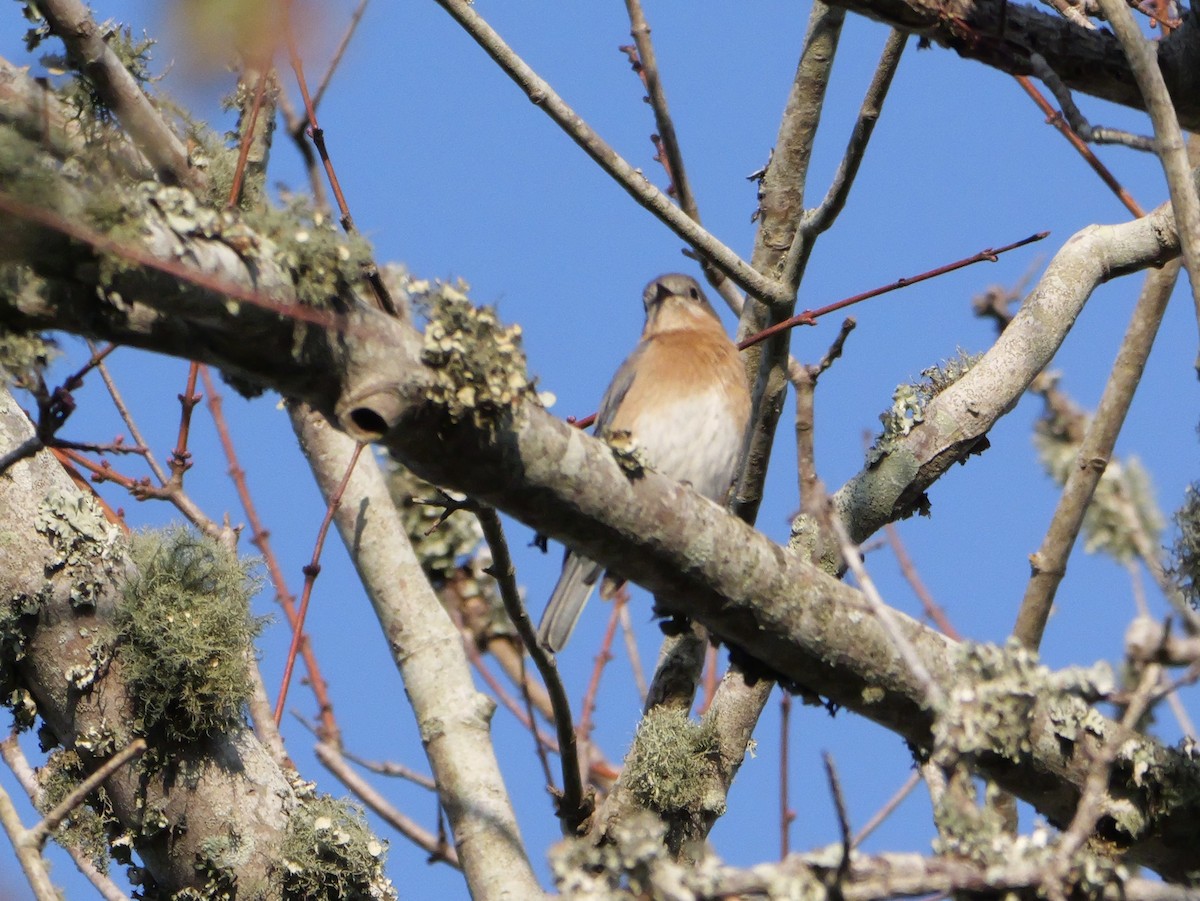 Eastern Bluebird - ML647704764