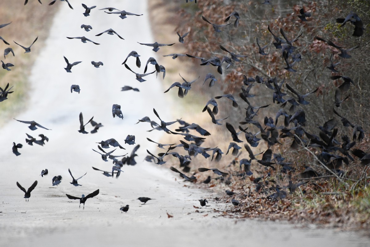 Common Grackle - ML647704771