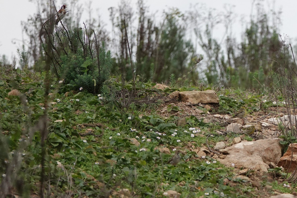 Girlitz - ML647704776