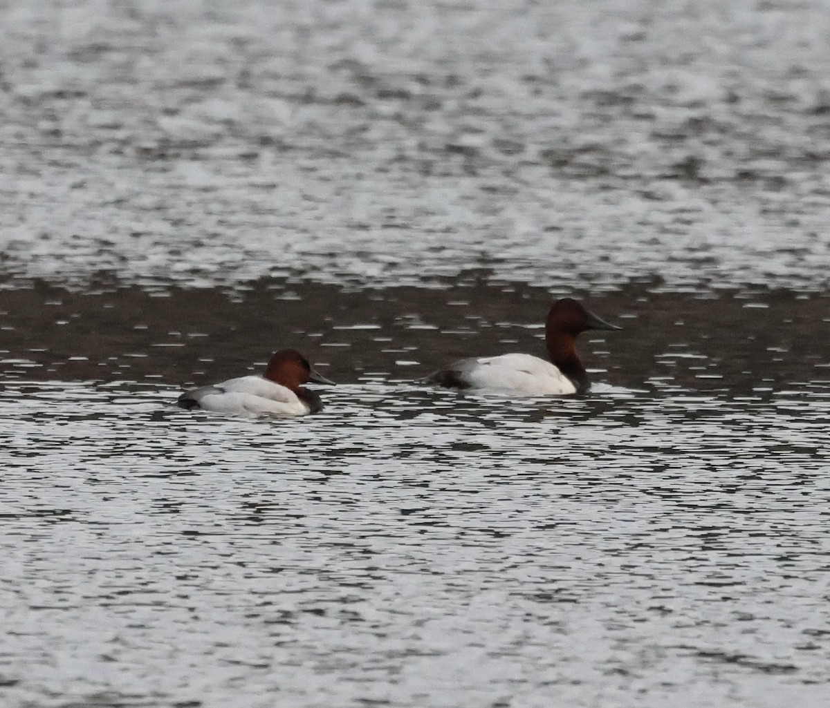 Fuligule à dos blanc - ML647704777