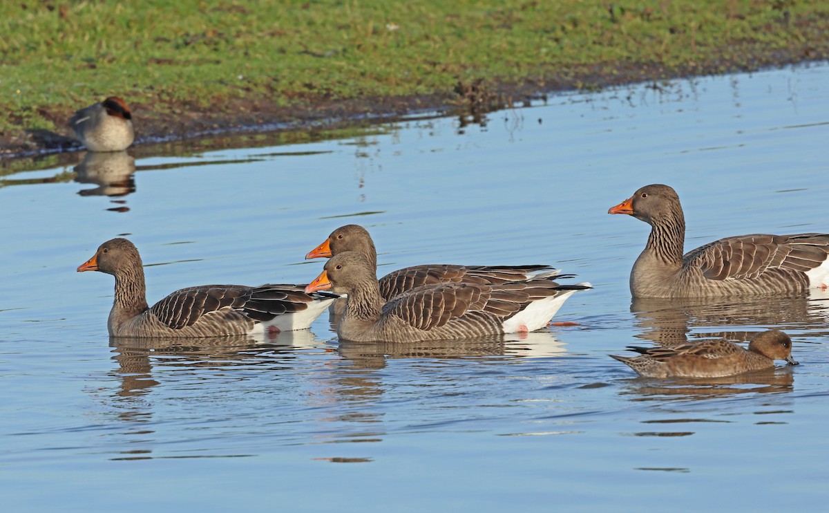 Oie cendrée - ML647704798