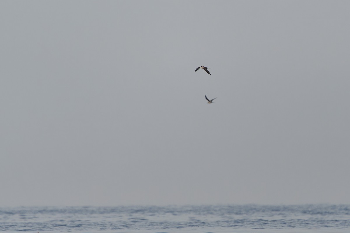 マミジロアジサシ - ML647704802