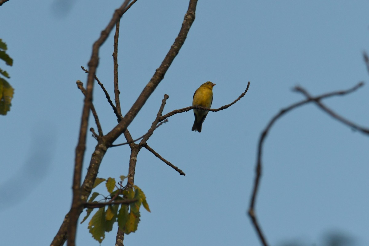 Scarlet Tanager - ML647704819