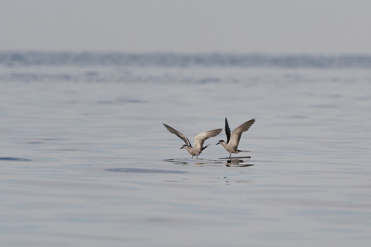 マミジロアジサシ - ML647704822