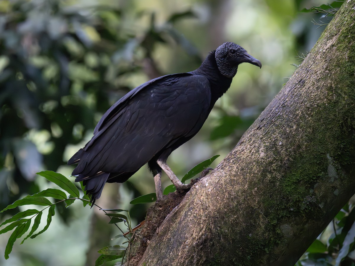 Black Vulture - ML647704826