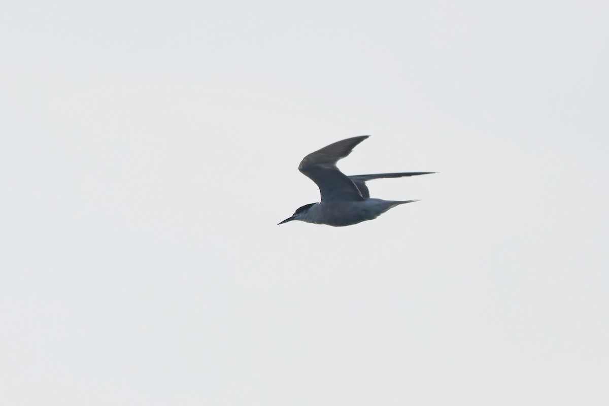 Common Tern - ML647704855