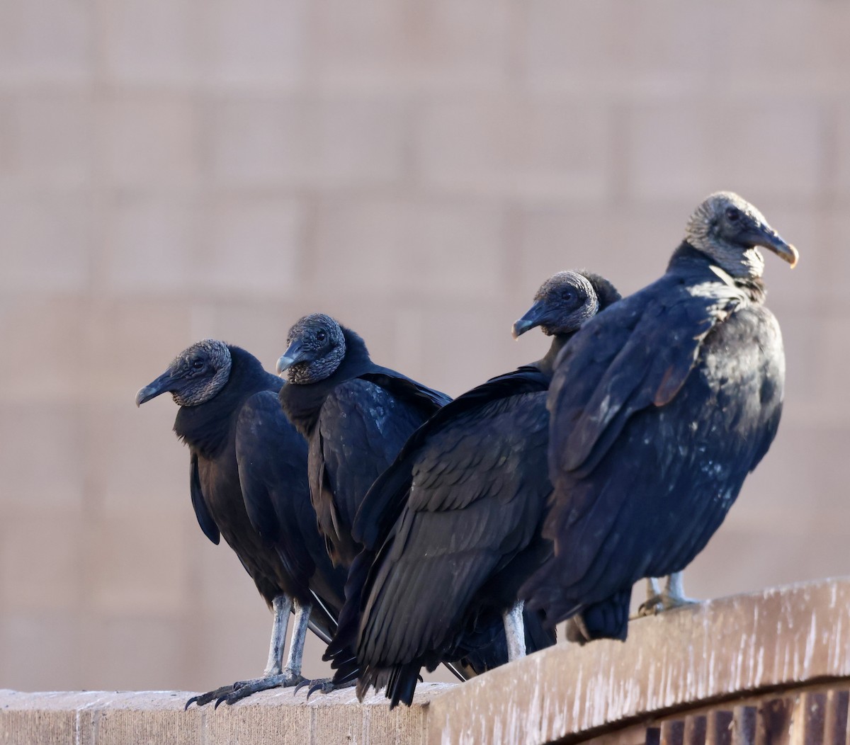 Black Vulture - ML647704860