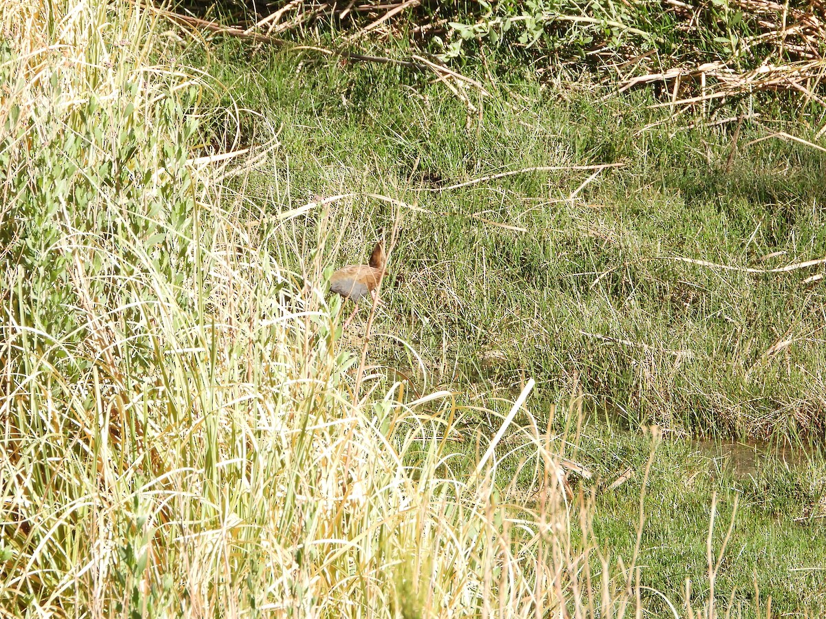 Kurşuni Sukılavuzu - ML647704887