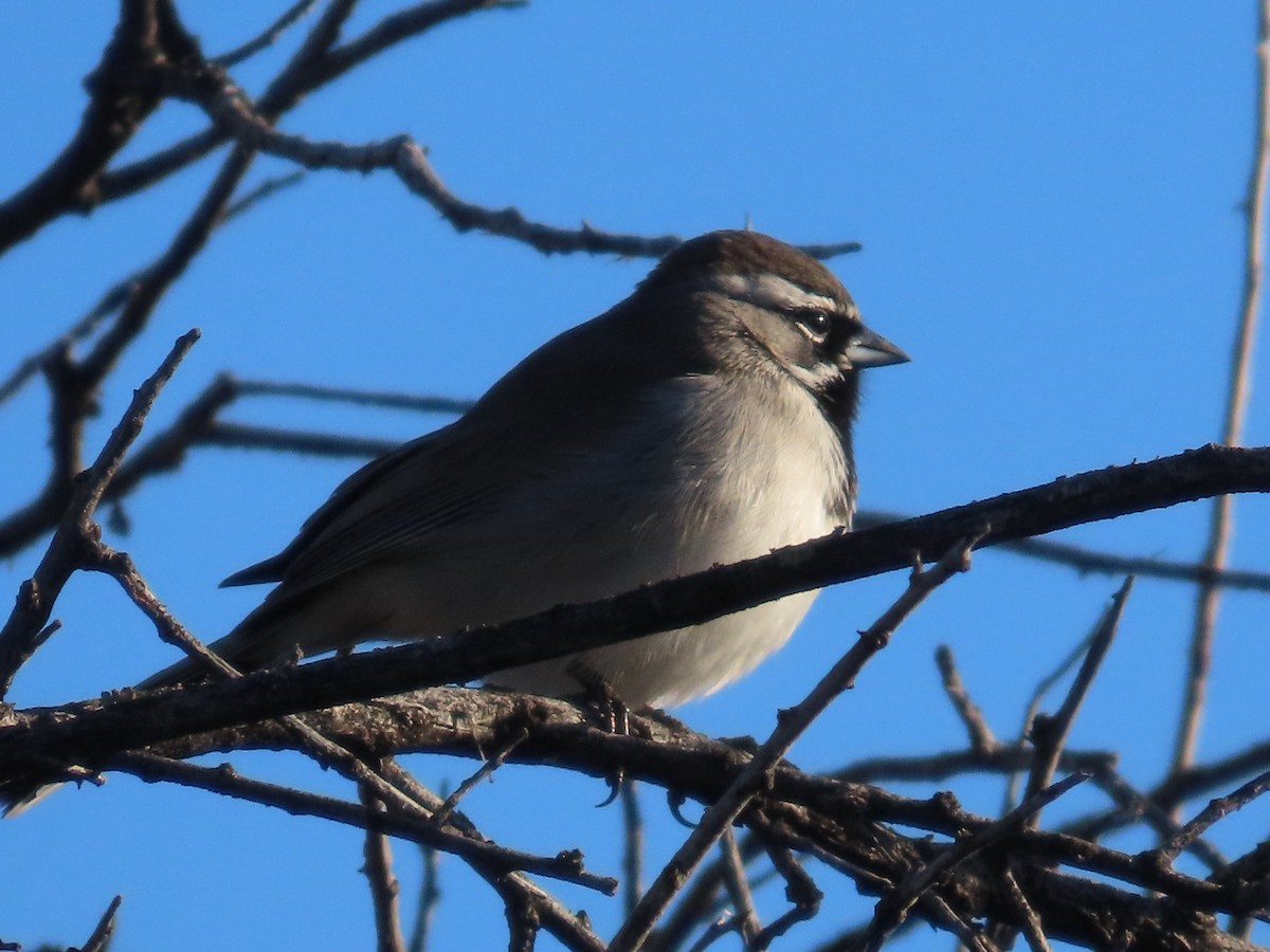 ノドグロヒメドリ - ML647704912