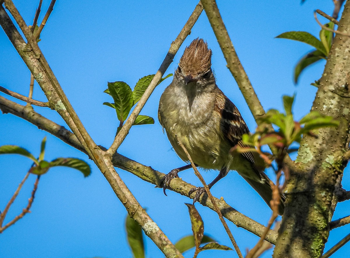 Yellow-bellied Elaenia - ML647704924