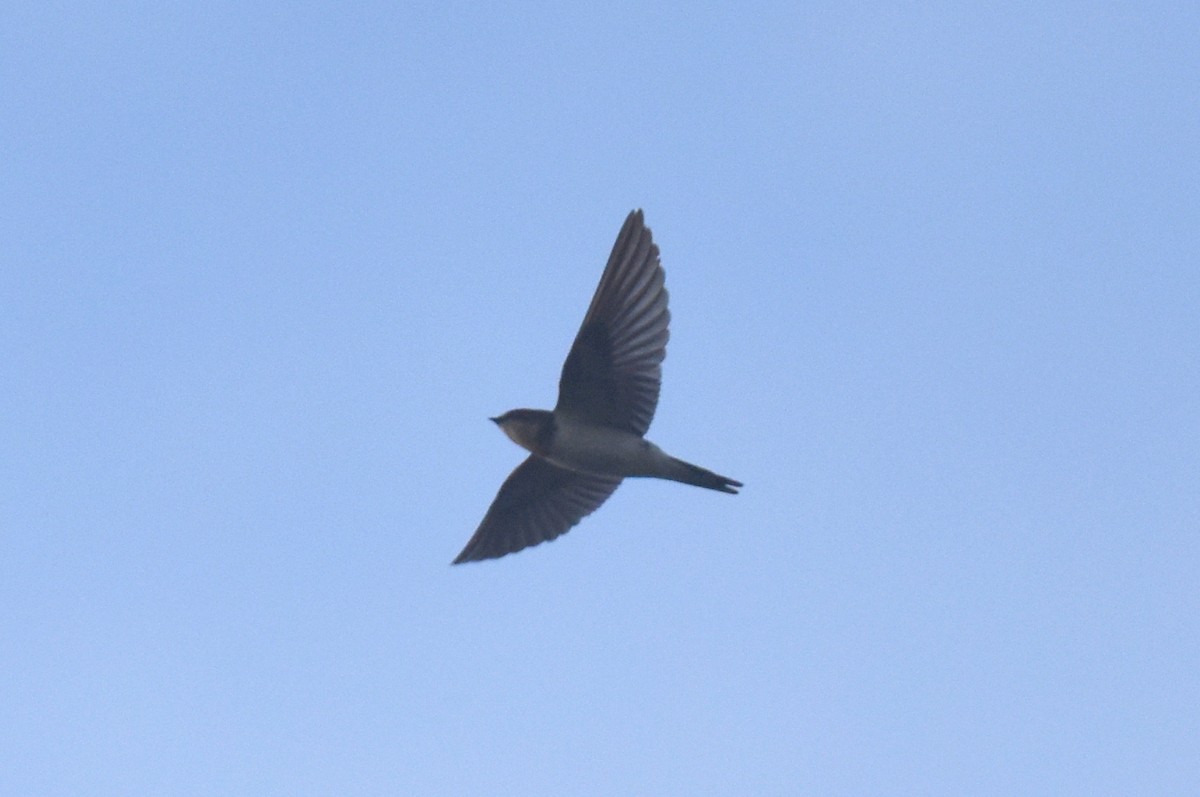 vlaštovka obecná - ML647704973