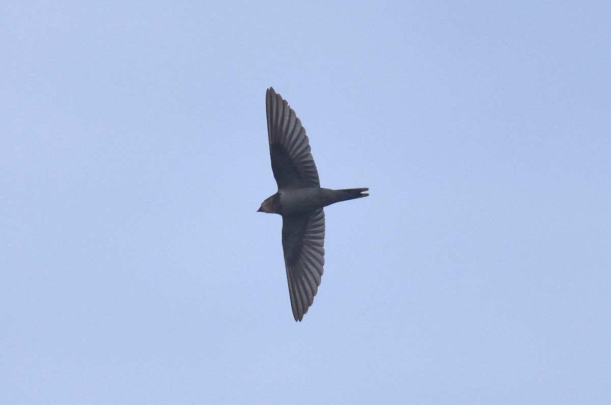 vlaštovka obecná - ML647704974