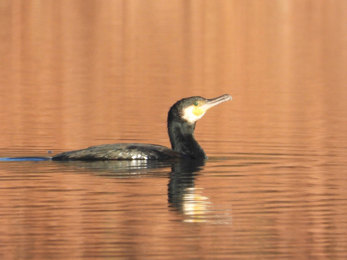 kormorán velký - ML647704979