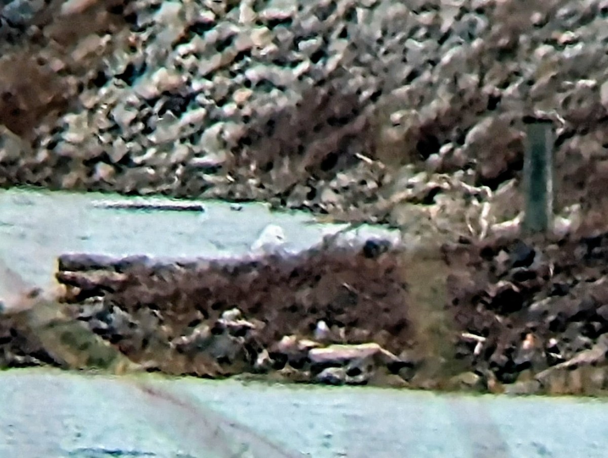 Snowy Owl - ML647704990