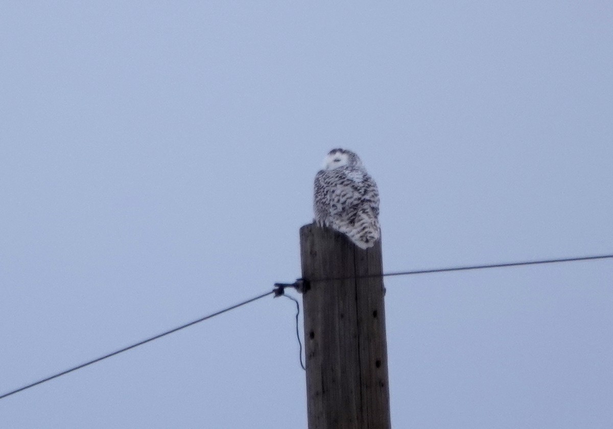 Snowy Owl - ML647705015