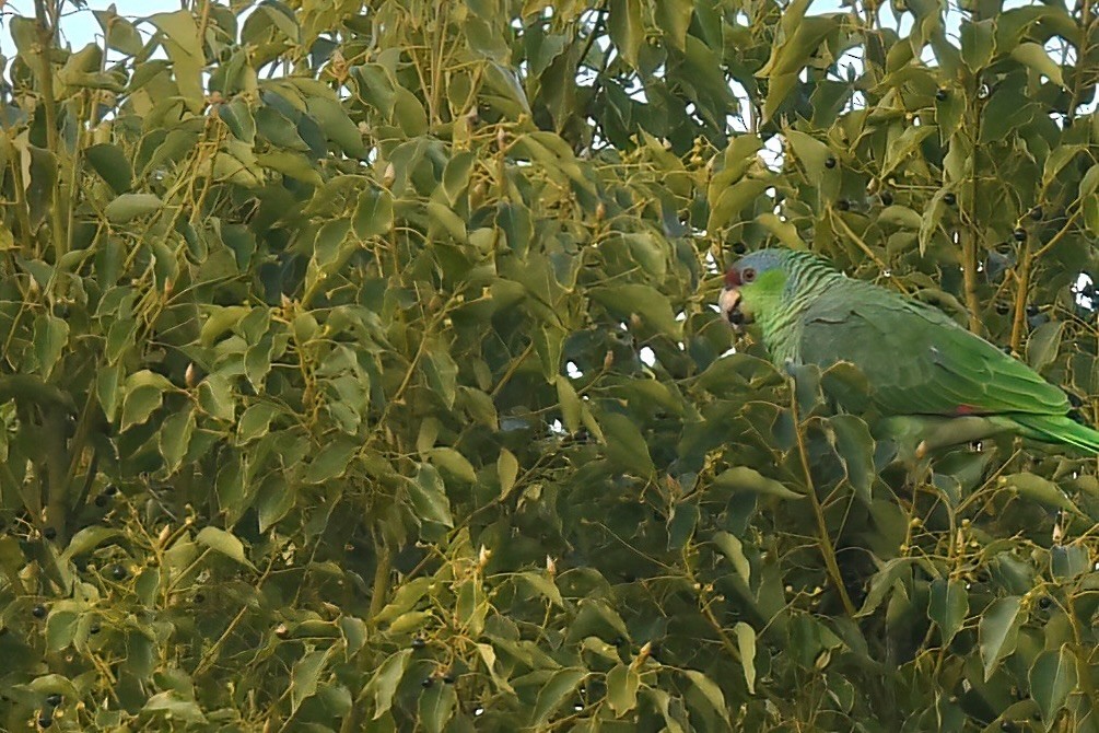 Lilac-crowned Amazon - ML647705020