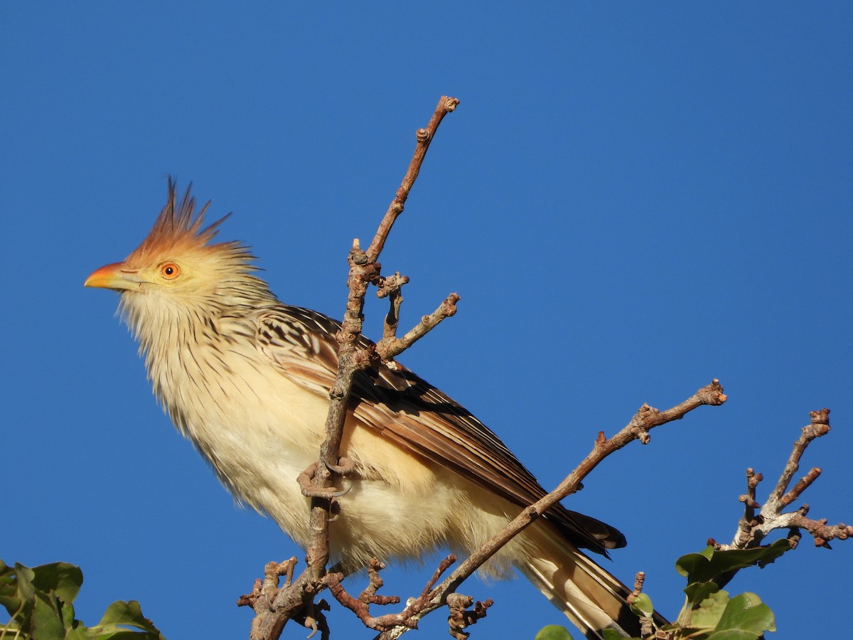 Guira Guguğu - ML647705023