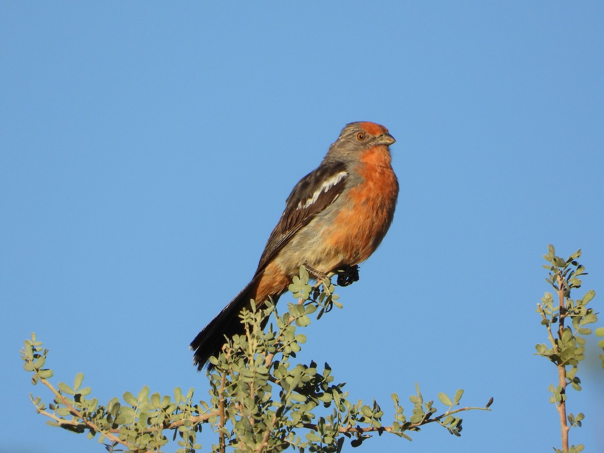 White-tipped Plantcutter - ML647705040