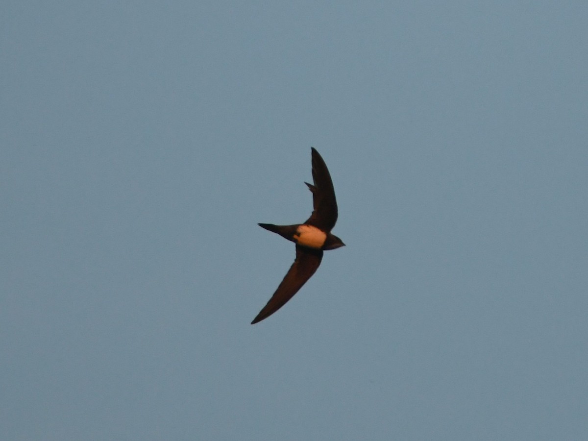 Alpensegler - ML647705051