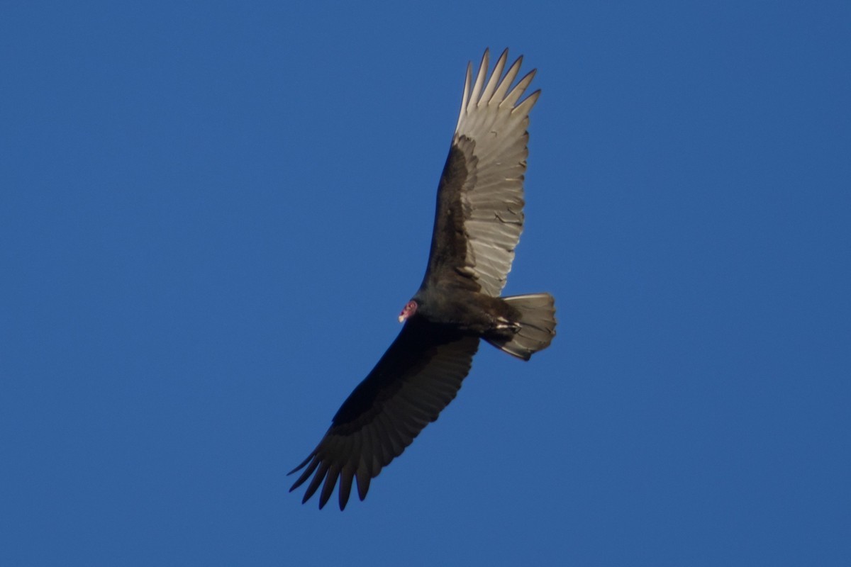 Turkey Vulture - ML647705057