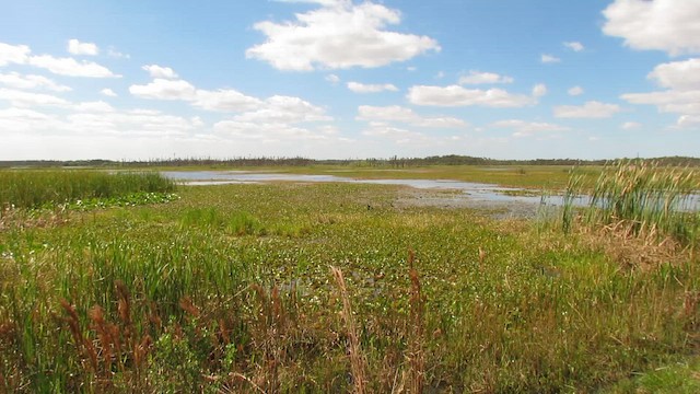 Султанка американська - ML647705068