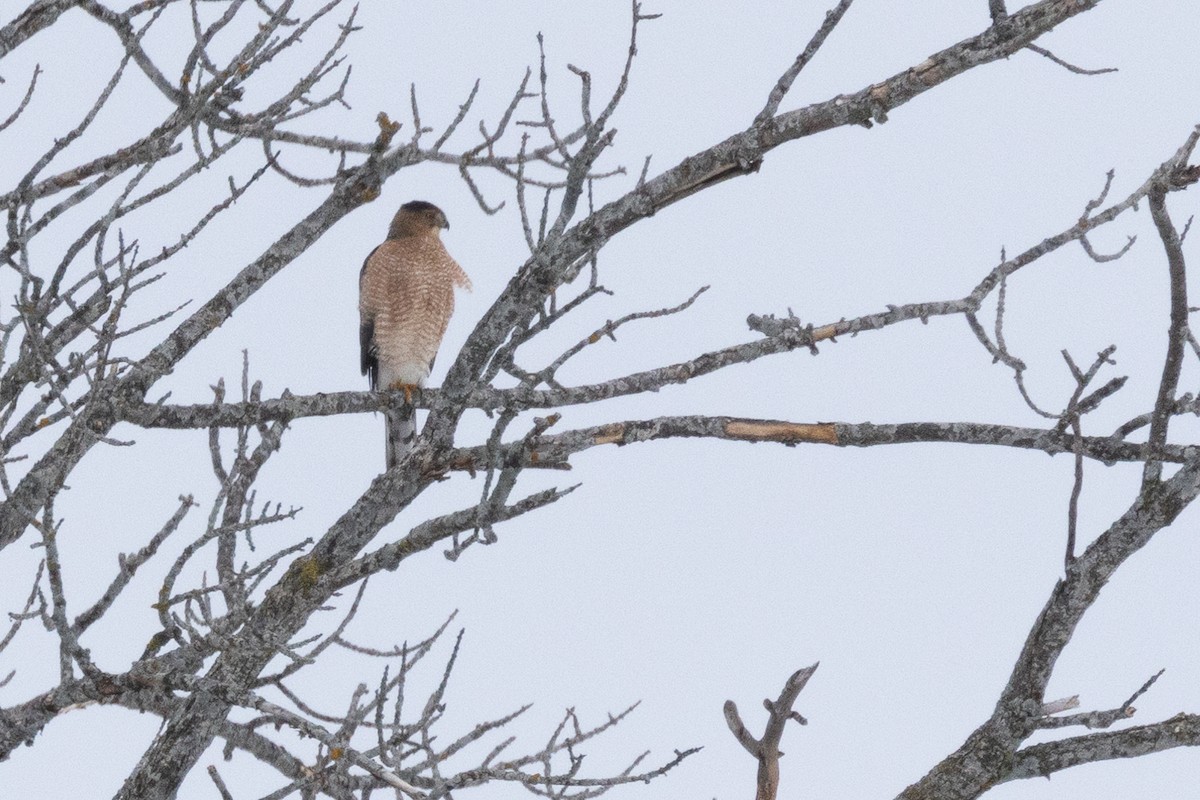 クーパーハイタカ - ML647705075