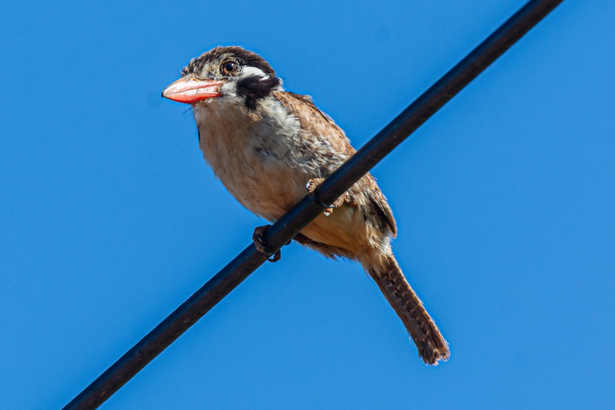 Beyaz Kulaklı Pufkuşu - ML647705080