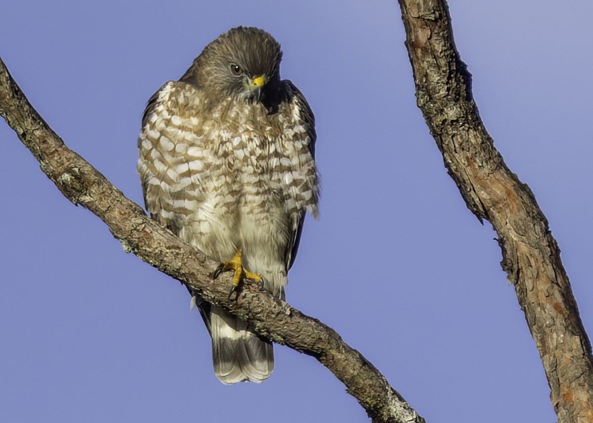 Канюк ширококрилий - ML647705082