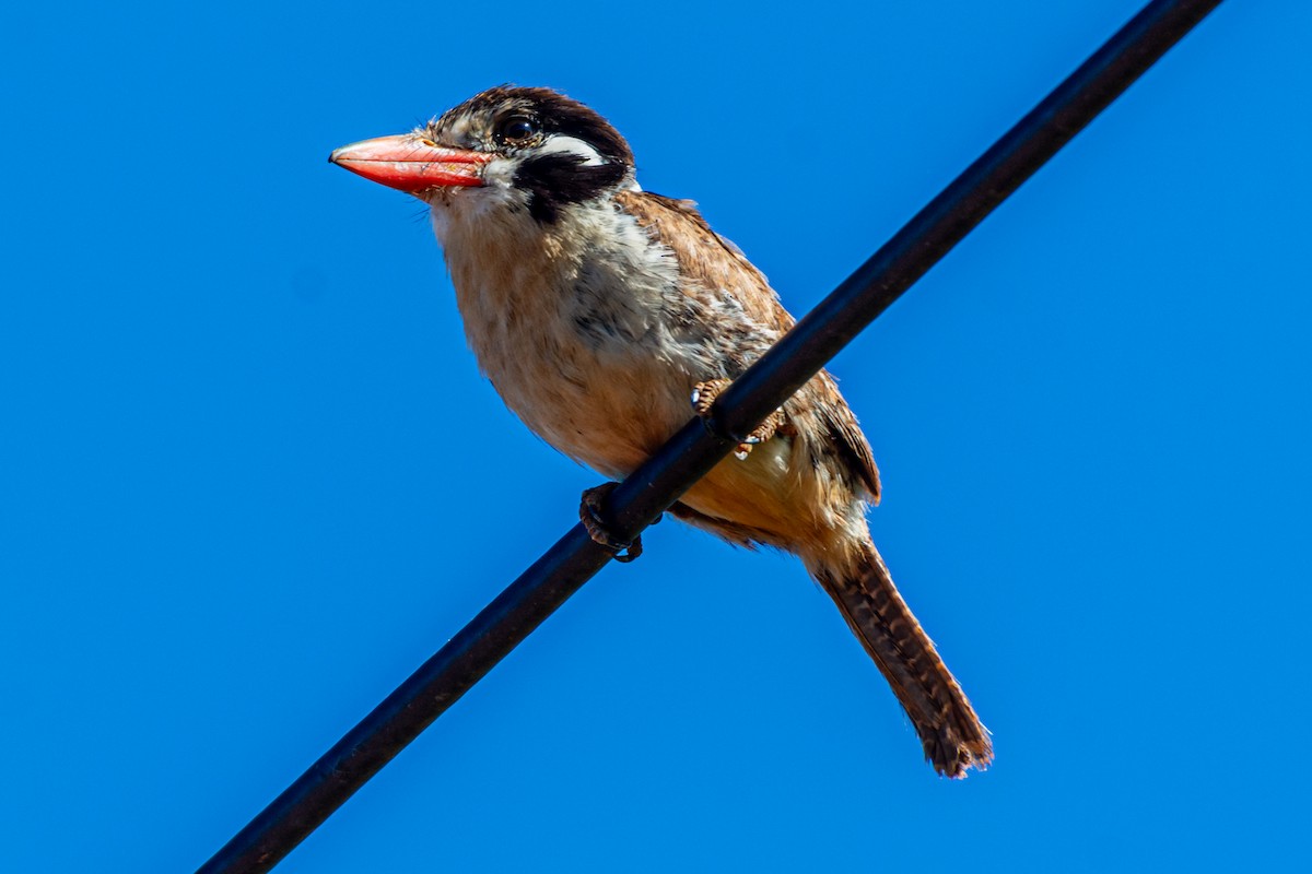 Beyaz Kulaklı Pufkuşu - ML647705090