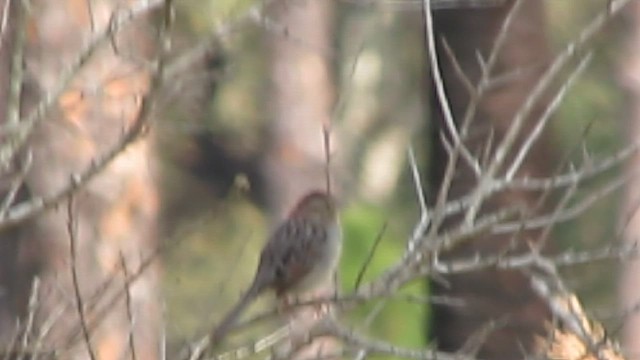 Чінголо сосновий - ML647705113