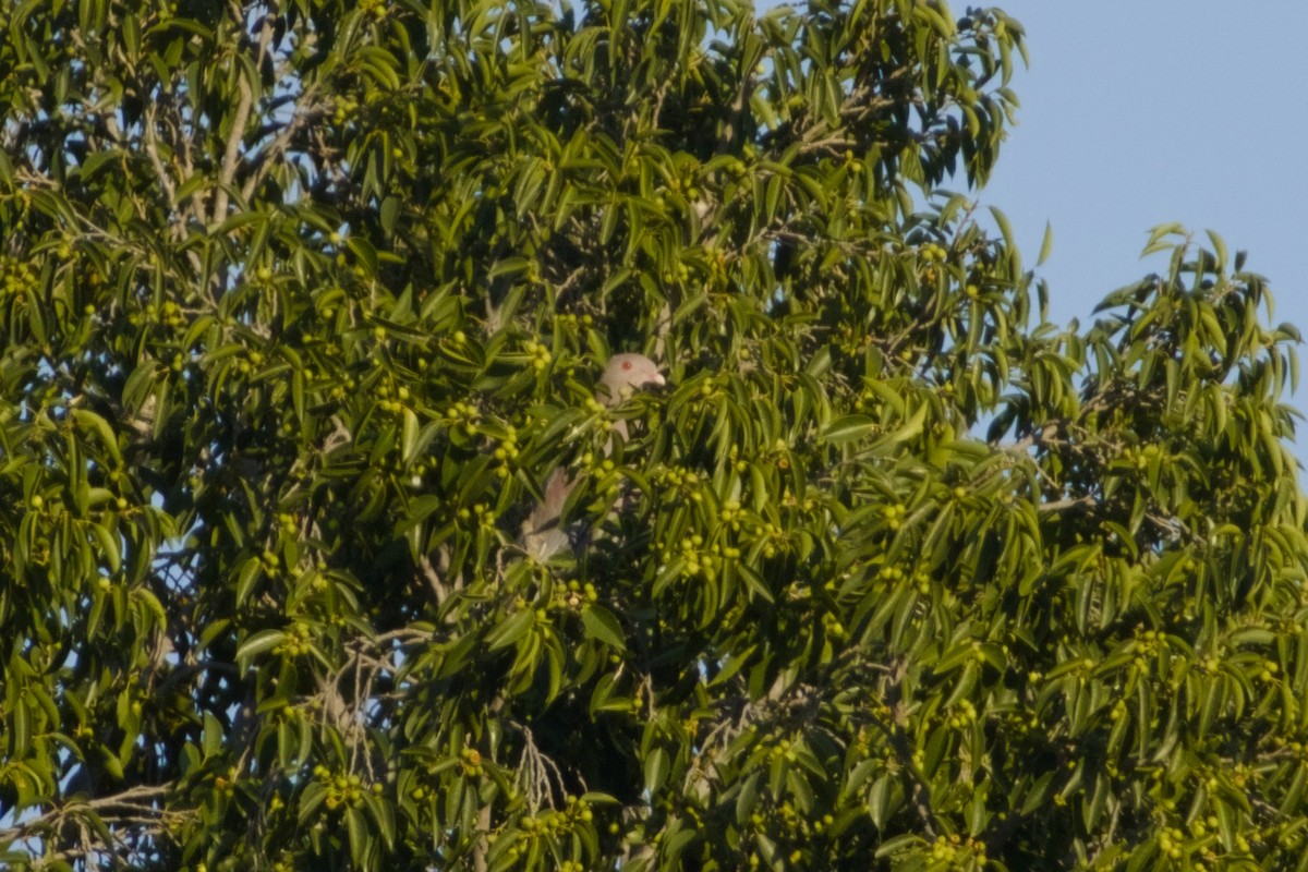 Rotschnabeltaube - ML647705126