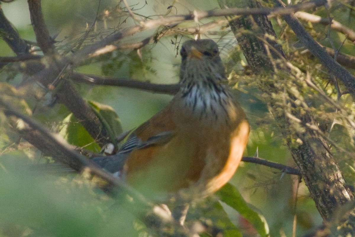 メキシココマツグミ - ML647705136